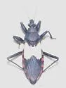 Microtomus luctuosus