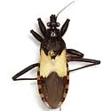 Microtomus luctuosus - photo 2