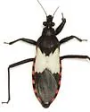 Microtomus luctuosus - photo 3
