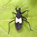 Microtomus luctuosus - photo 4