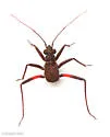 Microtomus luctuosus - photo 5
