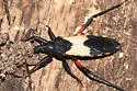 Microtomus purcis - photo 2