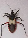 Microtomus purcis - photo 3