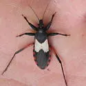 Microtomus purcis - photo 4