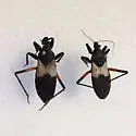 Microtomus purcis - photo 5