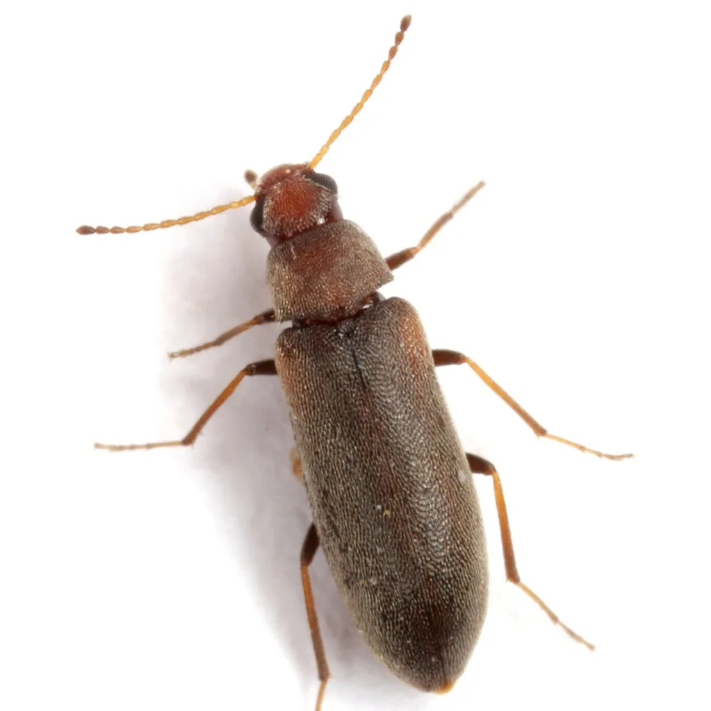 Microtonus sericans - photo 2