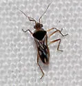 Microvelia albonotata