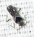 Microvelia albonotata - photo 2