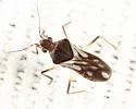 Microvelia albonotata - photo 3
