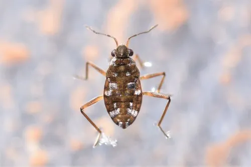 Microvelia americana