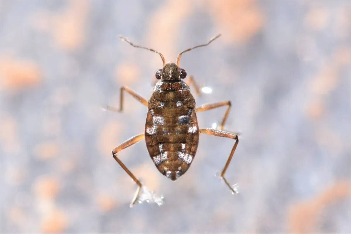 Microvelia americana - photo 2