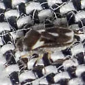 Microvelia atrata