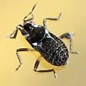 Microvelia atrata - photo 2