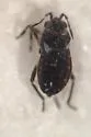 Microvelia atrata - photo 3