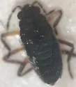 Microvelia austrina