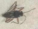 Microvelia beameri - Microvelia beameri