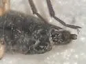 Microvelia beameri - photo 2