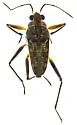Microvelia beameri - photo 3