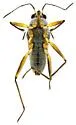 Microvelia beameri - photo 4