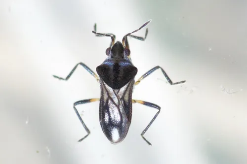 Microvelia buenoi