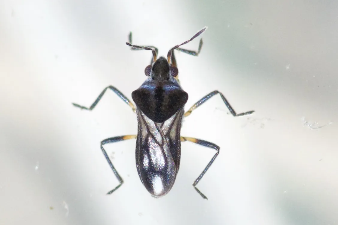 Microvelia buenoi - photo 2