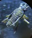 Microvelia californiensis