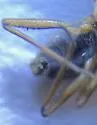 Microvelia californiensis - photo 3