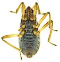 Microvelia cerifera - photo 2