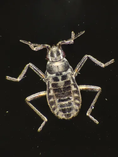 Microvelia chilena