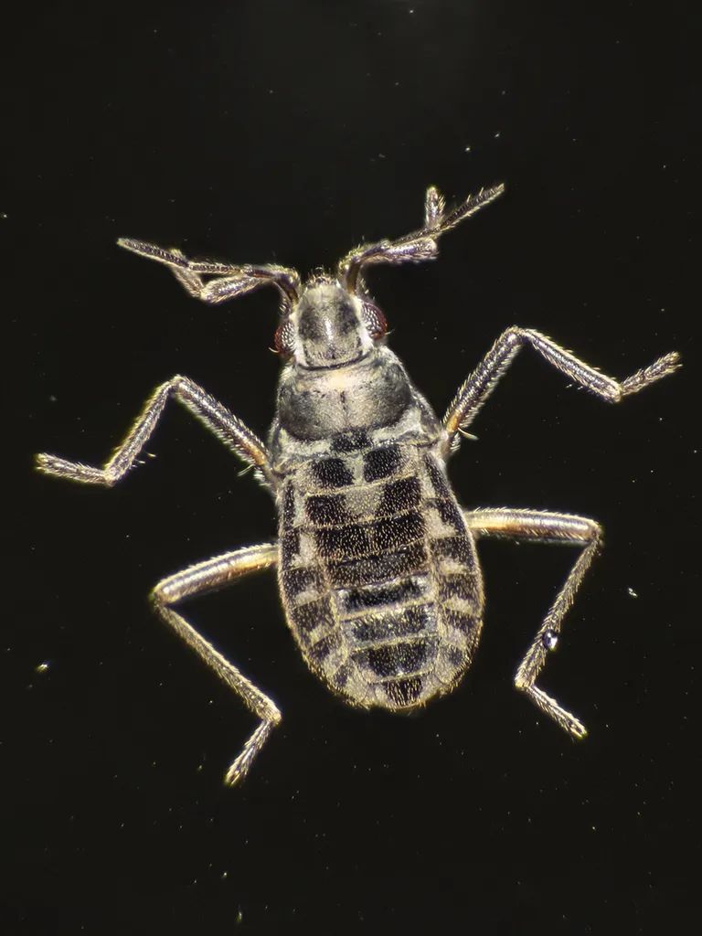 Microvelia chilena - photo 2