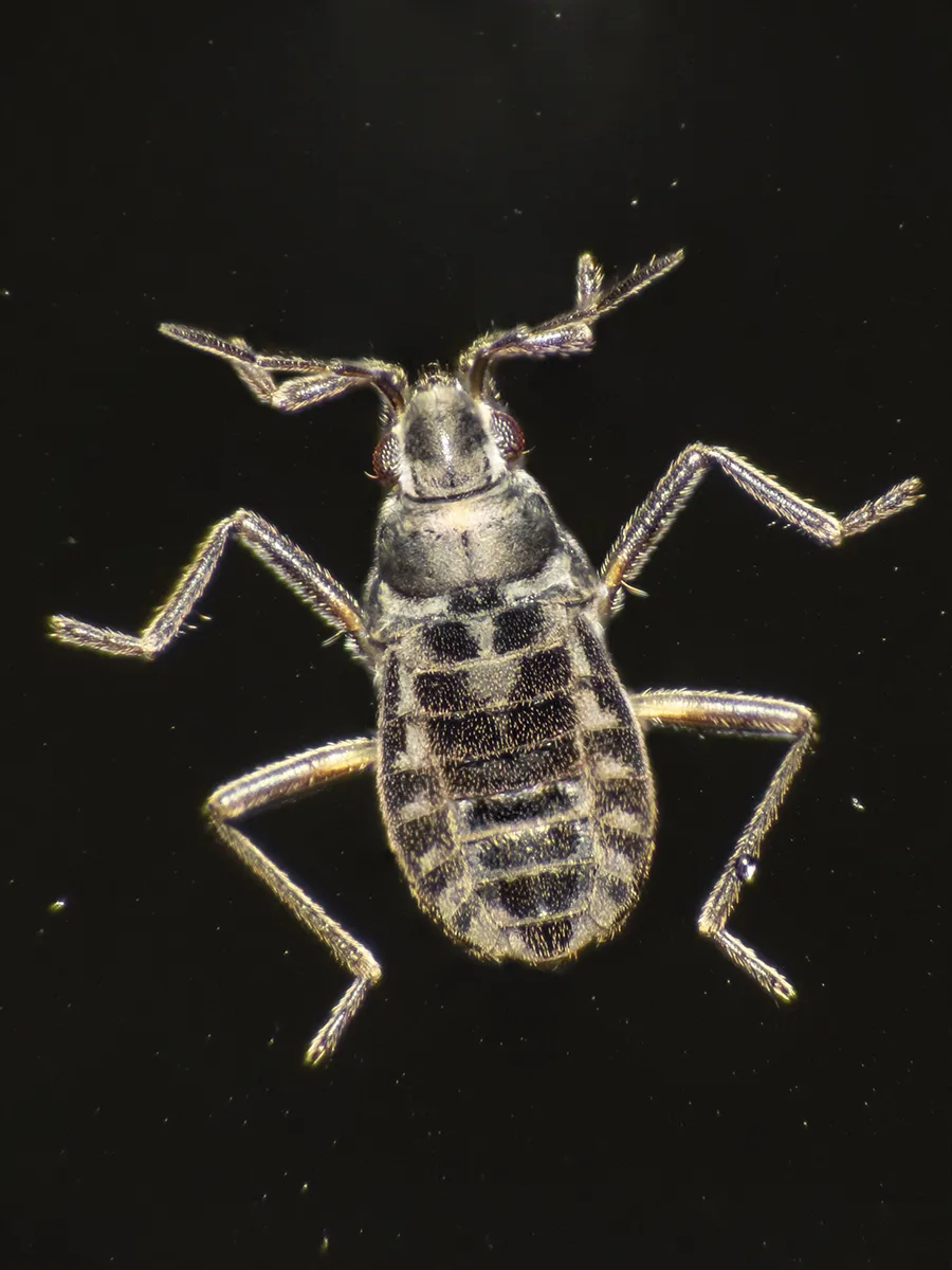 Microvelia chilena - photo 3