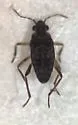 Microvelia cubana