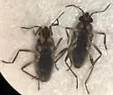 Microvelia cubana - photo 2