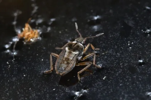 Microvelia douglasi