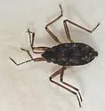 Microvelia fasciculifera