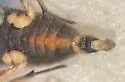 Microvelia gerhardi - Microvelia gerhardi