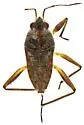 Microvelia gerhardi - photo 2