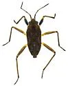 Microvelia gerhardi - photo 4