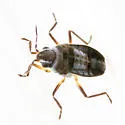 Microvelia hinei