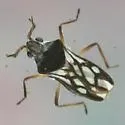 Microvelia hinei - photo 2