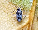 Microvelia hinei - photo 3