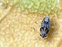 Microvelia hinei - photo 4
