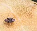 Microvelia hinei - photo 5