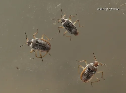 Microvelia horvathi