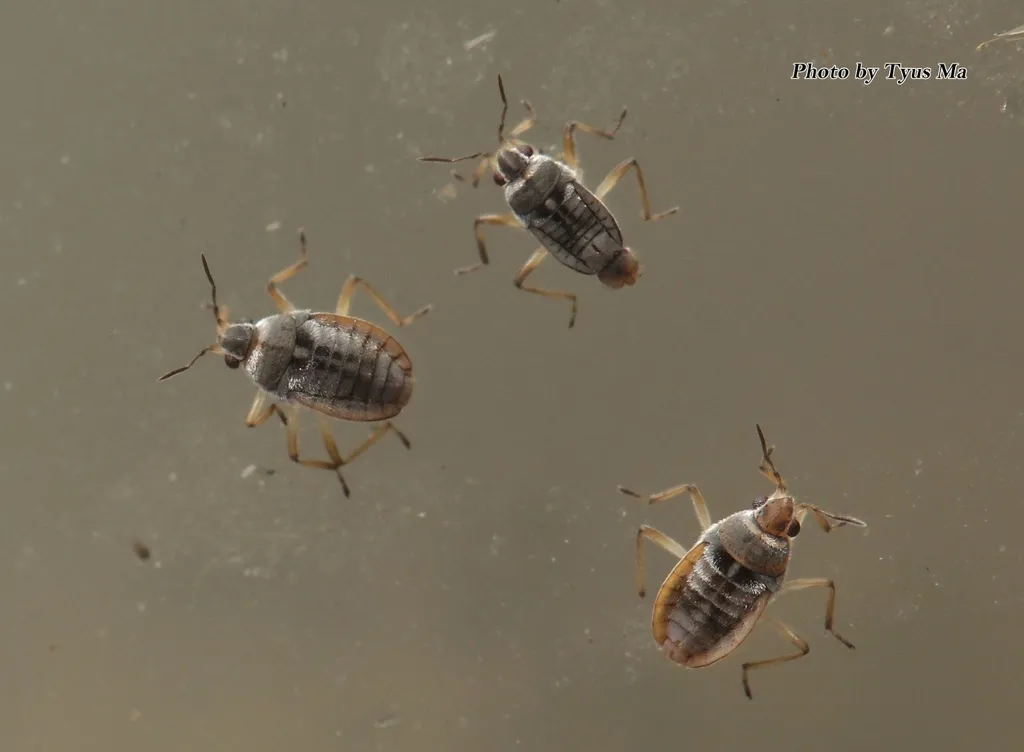 Microvelia horvathi - photo 2