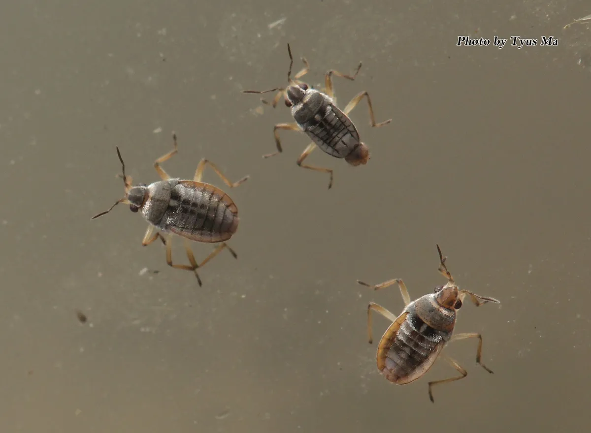 Microvelia horvathi - photo 3