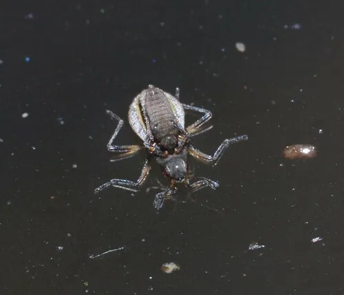Microvelia leveillei