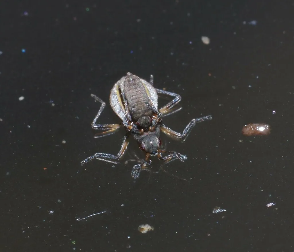 Microvelia leveillei - photo 2