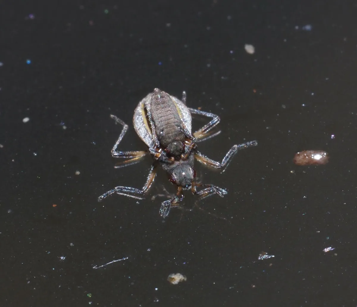 Microvelia leveillei - photo 3