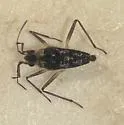 Microvelia paludicola
